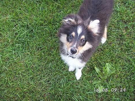 Shetland sheepdog Taylor billede 14