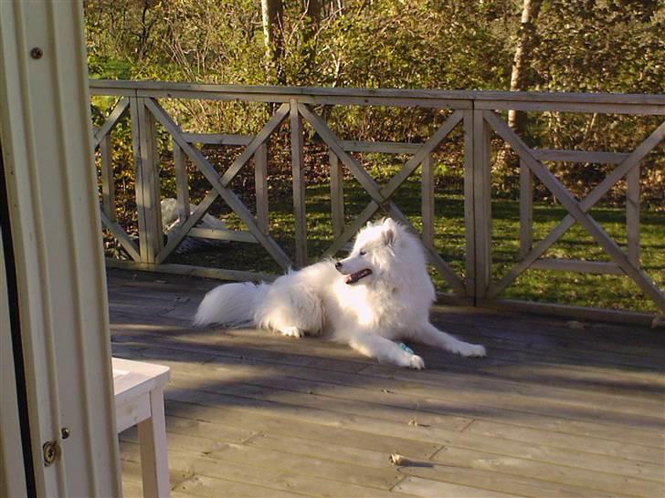 Samojedhund Snemark's Mr. Hot Stuff billede 6