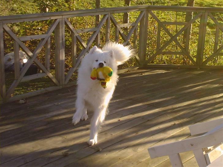 Samojedhund Snemark's Mr. Hot Stuff billede 7