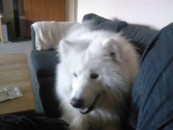 Samojedhund Snemark's Mr. Hot Stuff billede 8