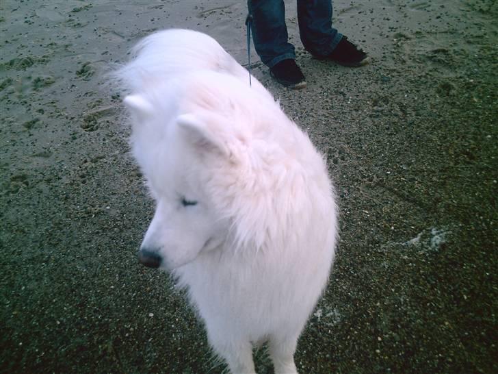 Samojedhund Snemark's Mr. Hot Stuff billede 9