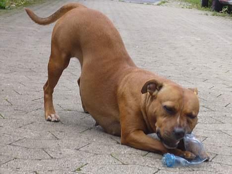 Staffordshire bull terrier Chili - Har slået en flaske ihjel ! billede 10
