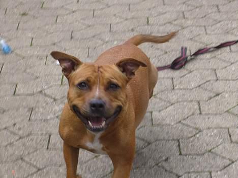 Staffordshire bull terrier Chili - Er meget farlig og legesyg!! billede 11