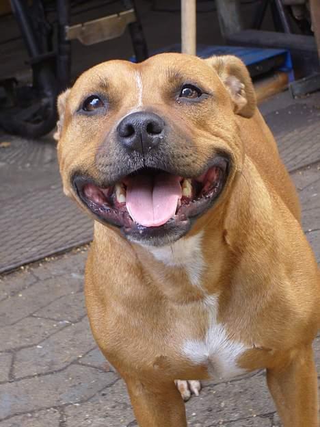 Staffordshire bull terrier Chili - Det uimodståelige staff smil c",) billede 12