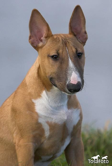 Bullterrier miniature Barca billede 5