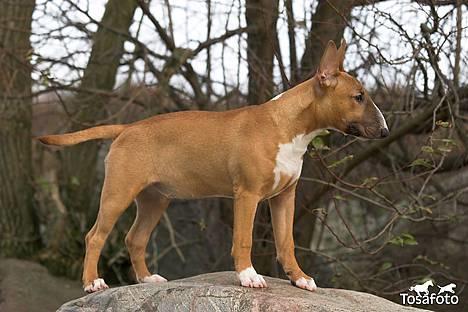 Bullterrier miniature Barca billede 6