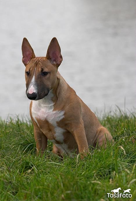 Bullterrier miniature Barca billede 7