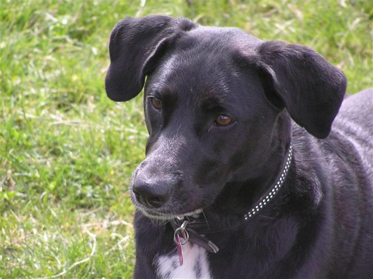 Blanding af racer Tikka billede 5