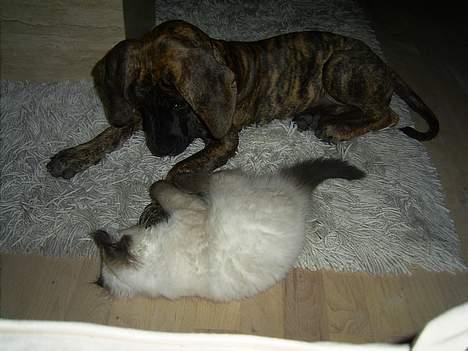 Grand danois Tara 16. maj 2006 - bailey og Tara på narestreger billede 5