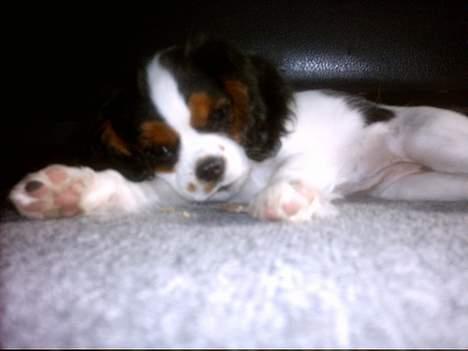 Cavalier king charles spaniel Munkebo's Fie RIP - Hygge billede 10