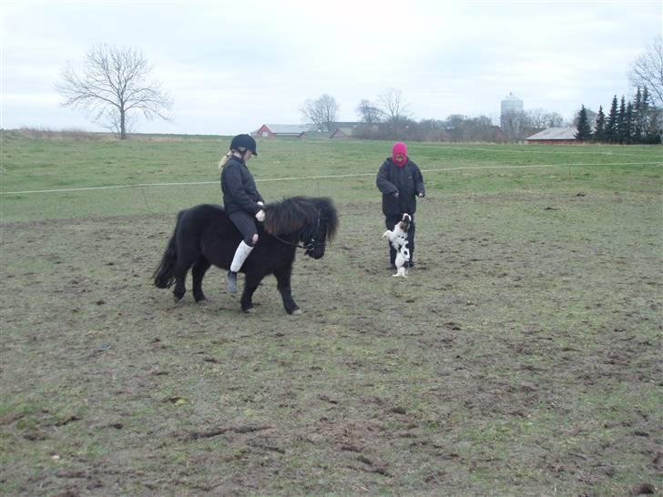 Cavalier king charles spaniel Munkebo's Fie RIP - se lige min cikus hund ret tilfældig billed billede 11