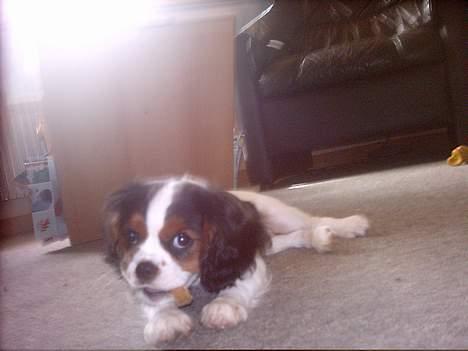 Cavalier king charles spaniel Munkebo's Fie RIP - Num num billede 12