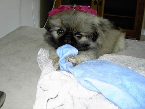 Pekingeser Kira - Her er Kira med en fin sløjfe i håret.. Og så elsker hun at tumle med kluden... billede 9