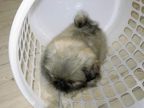 Pekingeser Kira - Kira vælter altid vasketøjskurven og leger inden i den.. billede 10