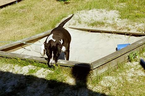 Amerikansk staffordshire terrier miss chicago - en sandkasse er bare dejlig selv i 32 grader på fanø billede 7