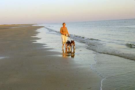 Amerikansk staffordshire terrier miss chicago - en tur ved vestehavet med vores dejlig hunde miss chicago og chesty dreng billede 8
