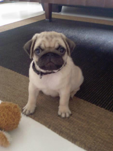 Mops Albert, Næstved - Her er jeg lige fanget et lille øjeblik, hvor jeg sidder stille... billede 6