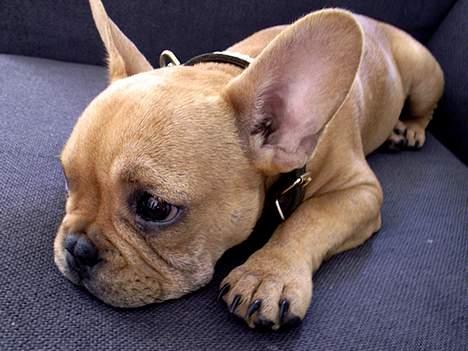 Fransk bulldog Carlos billede 7