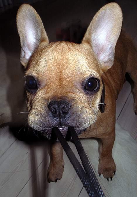 Fransk bulldog Carlos billede 8