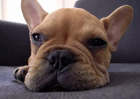 Fransk bulldog Carlos billede 9