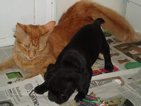 Fransk bulldog Fiona - jeg leger med katten billede 9