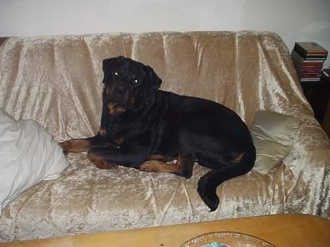 Rottweiler Shakur Kongen *Rip* - fotomodel.. jeg er da skøn billede 2