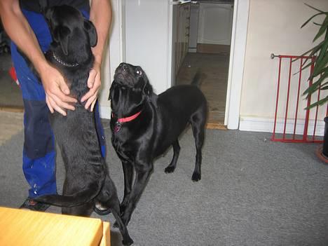 Labrador retriever Bella  - Hygger med far og Bertha *nyt* billede 11