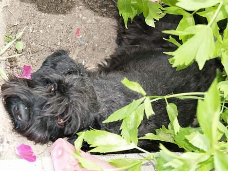Dvaergschnauzer Sváva's Ayla - Thea - Puha det er varmt at være hund - juli 2006 billede 12