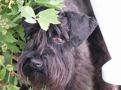 Dvaergschnauzer Sváva's Ayla - Thea - tænksomme Thea - juli 2006 billede 13