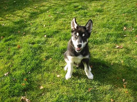 Alaskan husky BALTO aflivet - SKAL JEG GÅ CATWALK!!!!!!!!!!!!????????????? billede 1