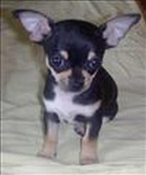 Chihuahua Odessa - Odessa 9 uger gammel billede 2