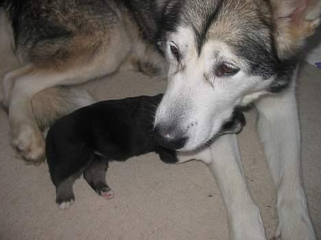 Alaskan husky BALTO aflivet - ikke meget gammel billede 2