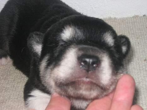 Alaskan husky BALTO aflivet - smil til fotografen..... billede 3