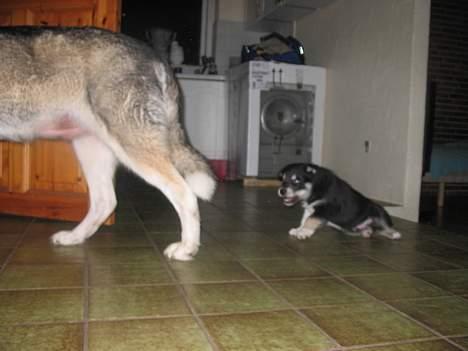 Alaskan husky BALTO aflivet - moaaaaaarrrrrrr vent......på mig billede 4