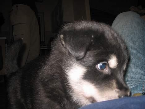 Alaskan husky BALTO aflivet - hvem er han???? ham kan jeg godt lidemen han har en eller anden underlig duft..en bold med ting i billede 5