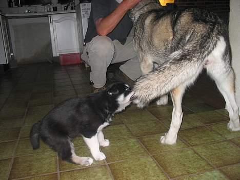 Alaskan husky BALTO aflivet - mor elsker når jag hiver hende i halen.... billede 6