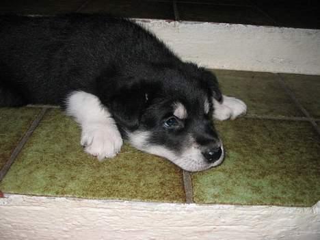 Alaskan husky BALTO aflivet - pu ha vi nøjes med et trin af gangen..... og tager en lur billede 7