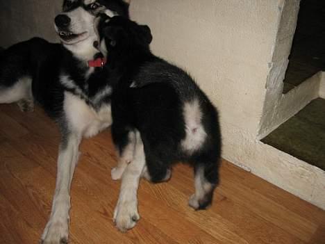 Alaskan husky BALTO aflivet - skal vi tumle......?????? billede 8