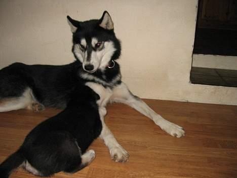 Alaskan husky BALTO aflivet - leger lidt med far billede 9