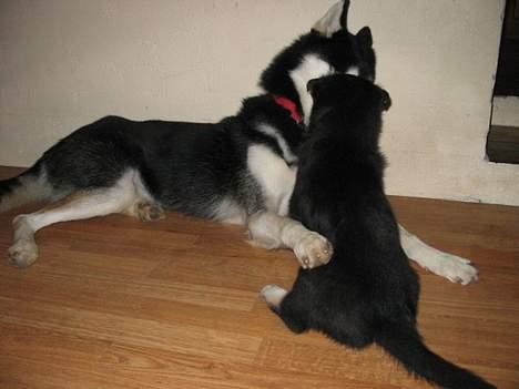 Alaskan husky BALTO aflivet - jeg banker dig far mand billede 10