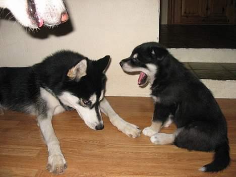 Alaskan husky BALTO aflivet - du skal ikke gø af mig far...... billede 11