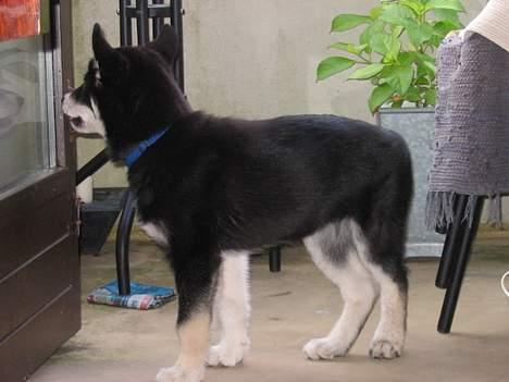 Alaskan husky BALTO aflivet - hvem er det der gemmer  sig i glasruden billede 12
