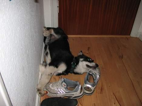 Alaskan husky BALTO aflivet - jeg tager lige en skraber og passer på skoene billede 13