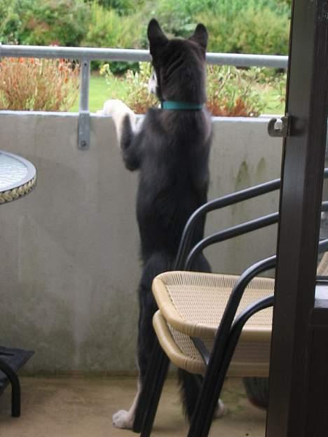 Alaskan husky BALTO aflivet - TIT TIT god udsigt her kan jeg holde øje om der kommer nogen jeg kan hilse på billede 14