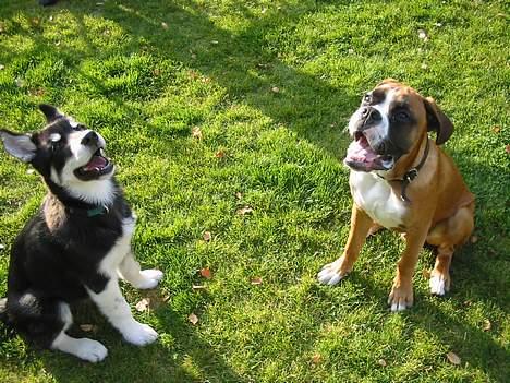 Alaskan husky BALTO aflivet - min far´s mor´s hund Thor..... vi laver ikke ulykker vi skulle bare se om der var noget i farmors blomster... billede 15