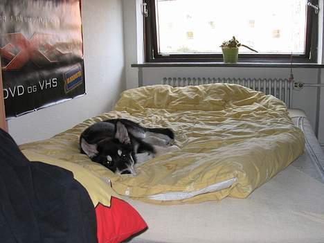 Alaskan husky BALTO aflivet - jeg passer lige på sengen billede 16