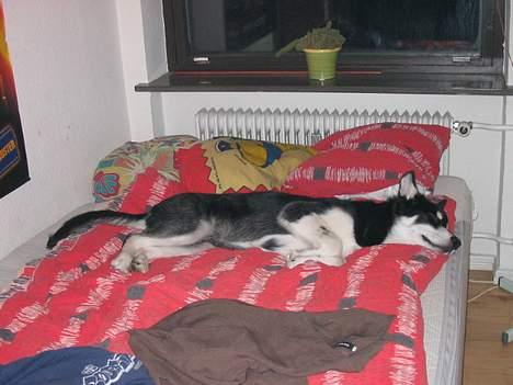 Alaskan husky BALTO aflivet - far kan gå ind i sofaen her ligger jeg altså..... billede 17
