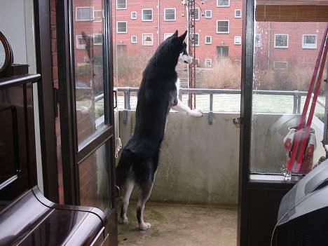 Alaskan husky BALTO aflivet - hov den bil kender jeg lyden af....vov vov farmand kommer hjem fra arbejde lige om snart holder øje med ham billede 18