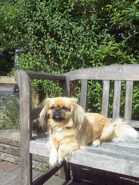 Pekingeser SPIRIT - Nyder Solen.. billede 15
