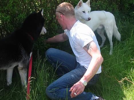 Alaskan husky BALTO aflivet - yang faderen til balto og onkel yuri og nick billede 19